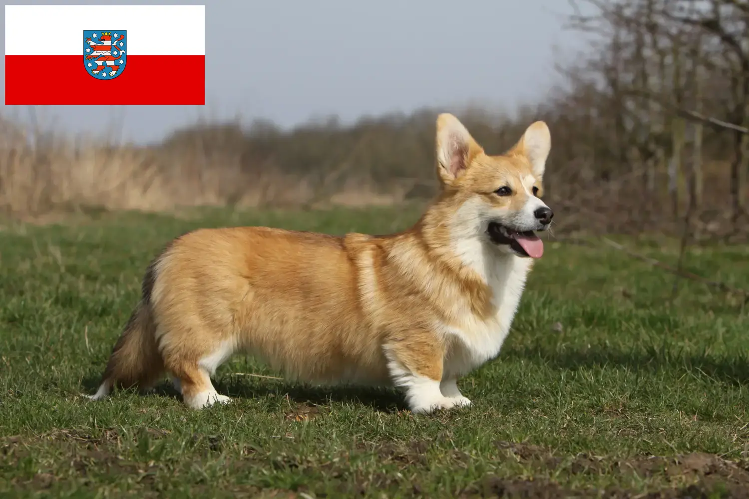 Read more about the article Welsh Corgi crescători și căței în Thuringia