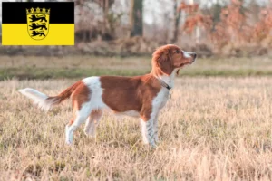 Read more about the article Welsh Springer Spaniel crescători și căței în Baden-Württemberg