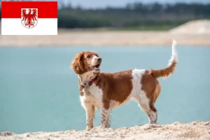 Read more about the article Welsh Springer Spaniel crescători și căței în Brandenburg