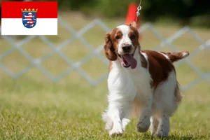 Read more about the article Welsh Springer Spaniel crescători și căței în Hessen