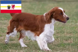 Read more about the article Welsh Springer Spaniel crescători și căței în Mecklenburg-Vorpommern