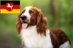 Read more about the article Welsh Springer Spaniel crescători și căței în Saxonia Inferioară