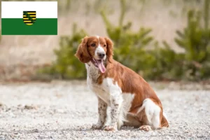 Read more about the article Welsh Springer Spaniel crescători și căței în Saxonia