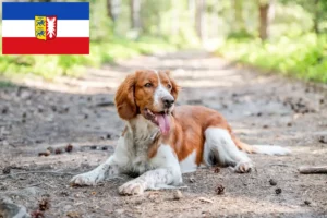 Read more about the article Welsh Springer Spaniel crescători și căței în Schleswig-Holstein