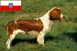 Read more about the article Welsh Springer Spaniel crescători și căței în Thuringia