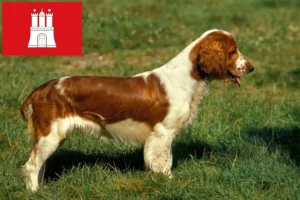 Read more about the article Welsh Springer Spaniel crescători și căței în Hamburg