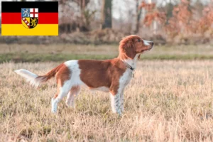 Read more about the article Welsh Springer Spaniel crescători și căței în Saarland