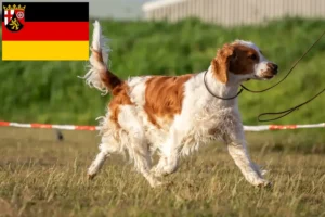 Read more about the article Welsh Springer Spaniel crescători și căței în Renania-Palatinat