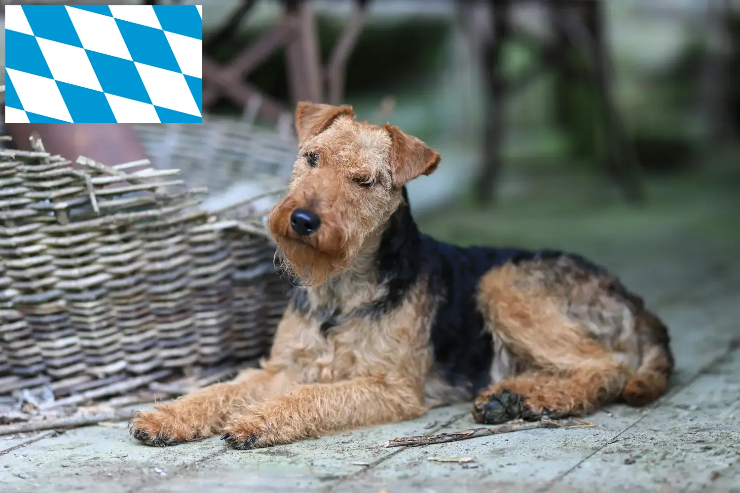 Read more about the article Welsh Terrier crescători și căței în Bavaria