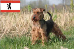 Read more about the article Welsh Terrier crescători și căței în Berlin