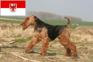 Read more about the article Welsh Terrier crescători și căței în Brandenburg