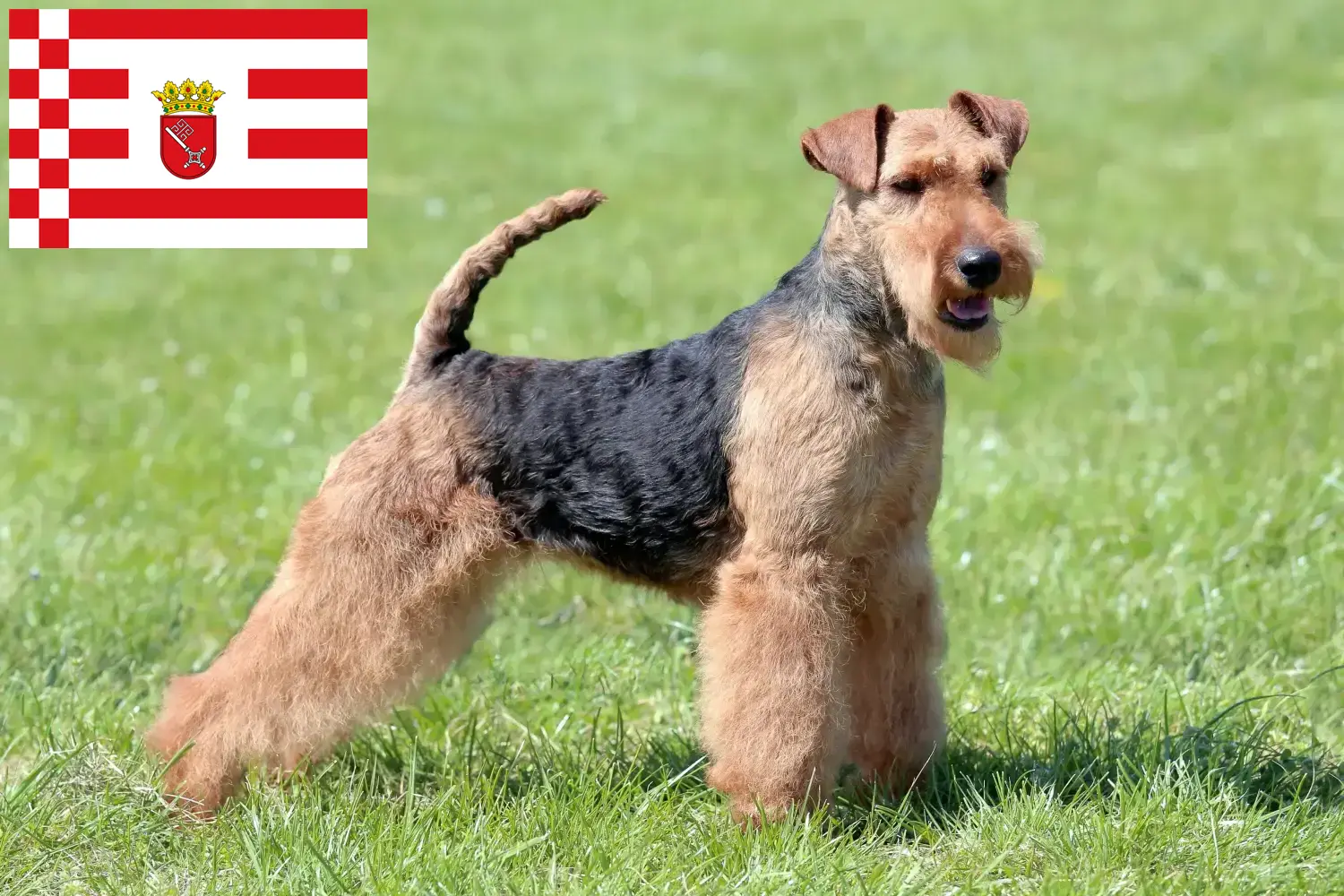 Read more about the article Welsh Terrier crescători și căței în Bremen