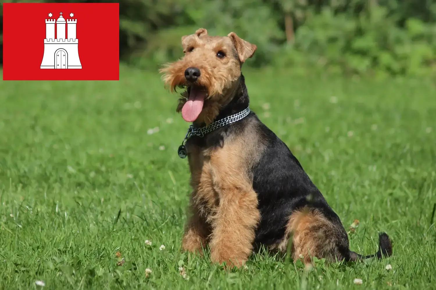 Read more about the article Welsh Terrier crescători și căței în Hamburg