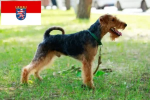 Read more about the article Welsh Terrier crescători și căței în Hessen