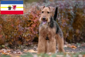 Read more about the article Welsh Terrier crescători și căței în Mecklenburg-Vorpommern