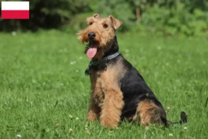 Read more about the article Welsh Terrier crescători și căței în Polonia