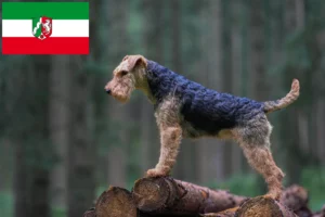 Read more about the article Welsh Terrier crescători și căței în Renania de Nord-Westfalia