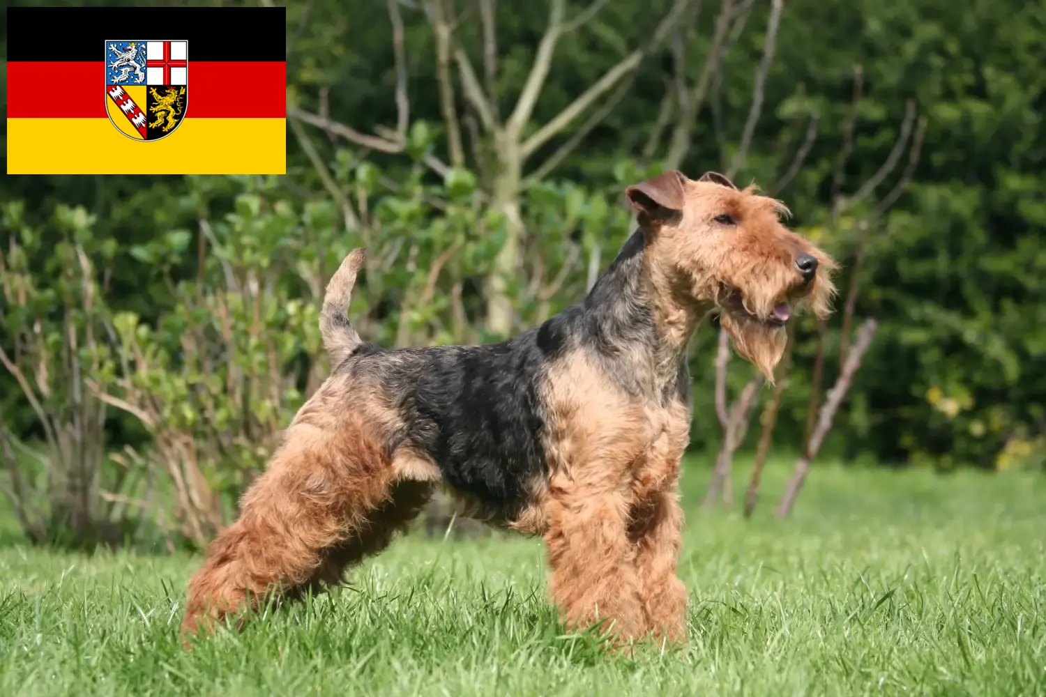 Read more about the article Welsh Terrier crescători și căței în Saarland