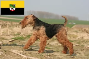 Read more about the article Welsh Terrier crescători și căței în Saxonia-Anhalt