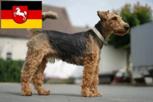 Read more about the article Welsh Terrier crescători și căței în Saxonia Inferioară