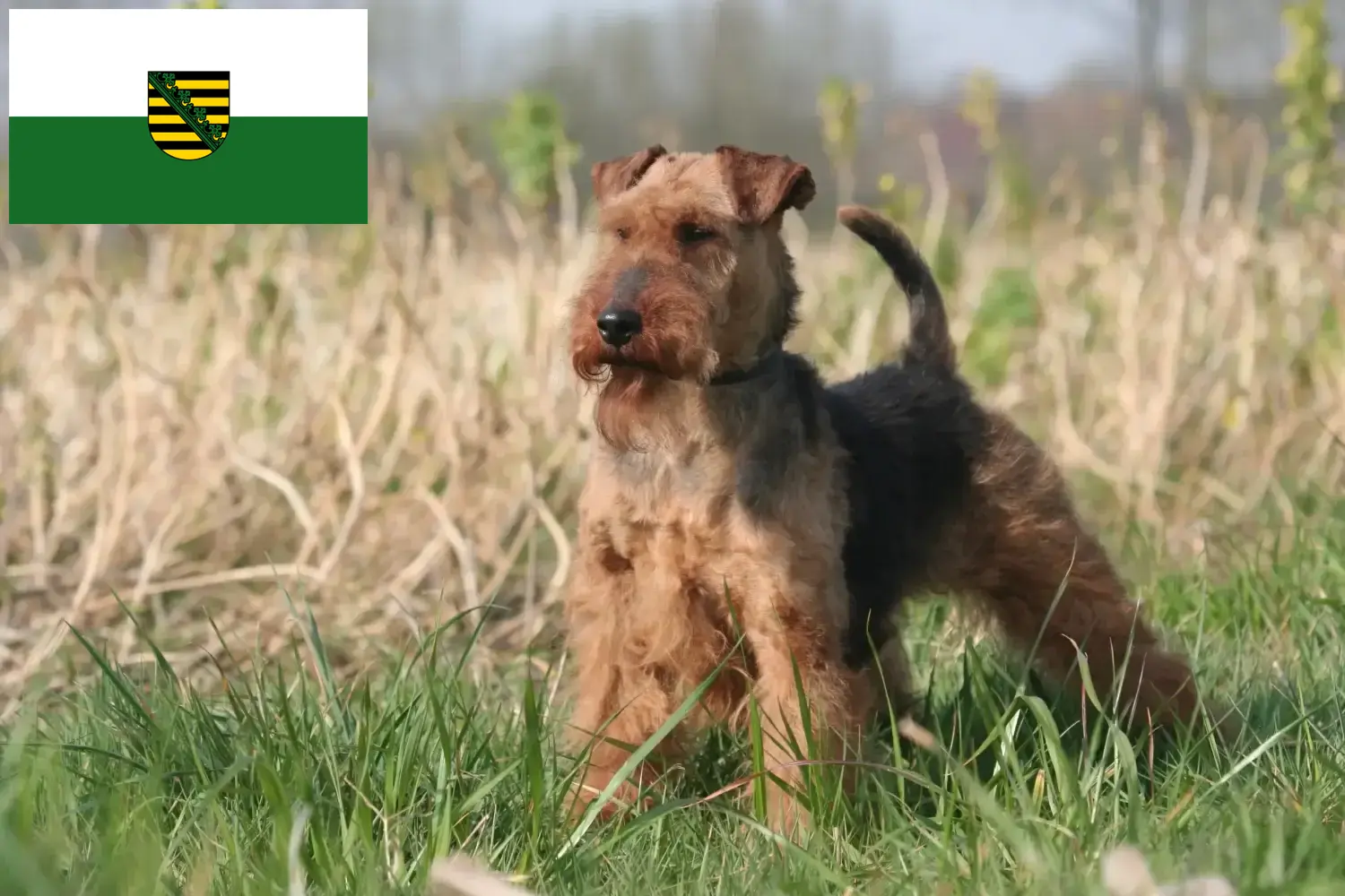 Read more about the article Welsh Terrier crescători și căței în Saxonia