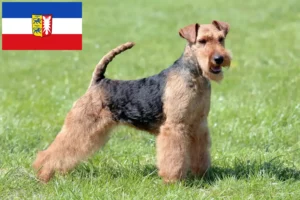 Read more about the article Welsh Terrier crescători și căței în Schleswig-Holstein