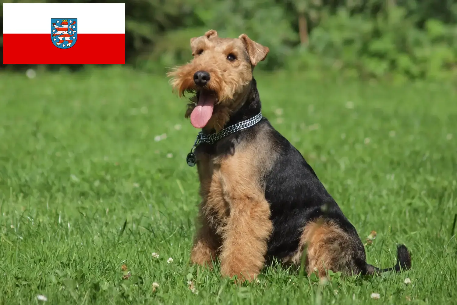 Read more about the article Welsh Terrier crescători și căței în Thuringia