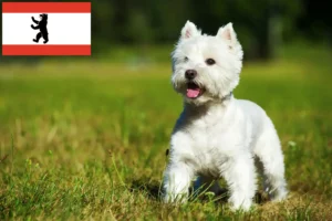 Read more about the article Westie crescători și căței în Berlin