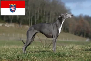 Read more about the article Whippet crescători și căței în Hessen