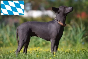 Read more about the article Xolo crescători și căței în Bavaria