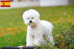 Read more about the article Bichon Frisé crescători și căței în Spania