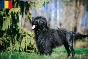 Read more about the article Cão de Agua português crescători și căței în România