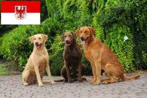 Read more about the article Chesapeake Bay Retriever crescători și căței în Brandenburg