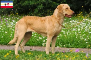 Read more about the article Chesapeake Bay Retriever crescători și căței în Mecklenburg-Vorpommern