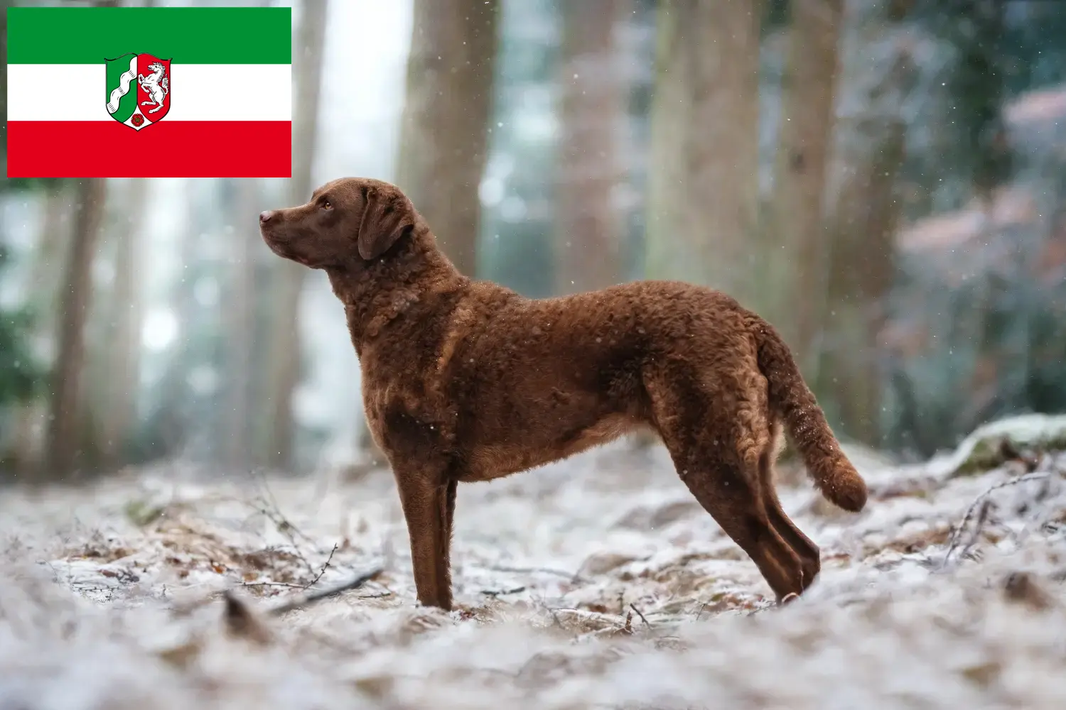 Read more about the article Chesapeake Bay Retriever crescători și căței în Renania de Nord-Westfalia