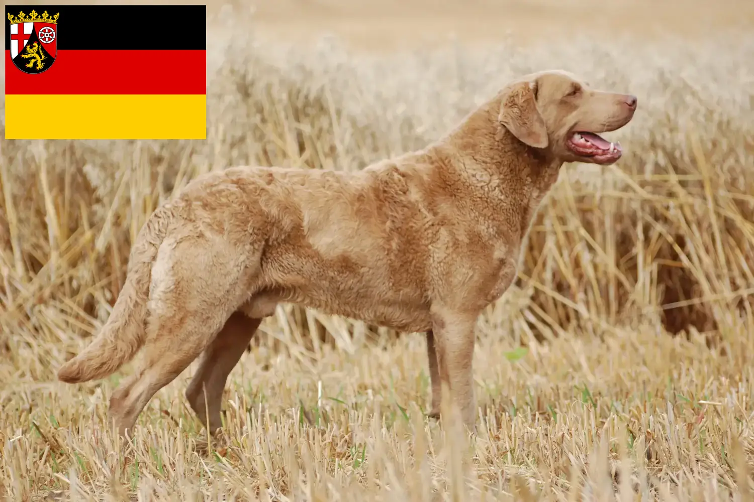 Read more about the article Chesapeake Bay Retriever crescători și căței în Renania-Palatinat