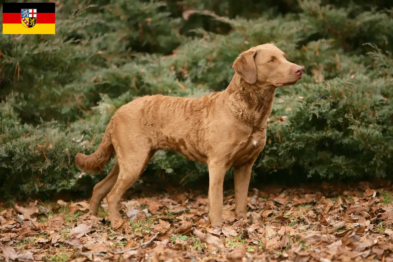 Read more about the article Chesapeake Bay Retriever crescători și căței în Saarland