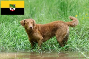 Read more about the article Chesapeake Bay Retriever crescători și căței în Saxonia-Anhalt