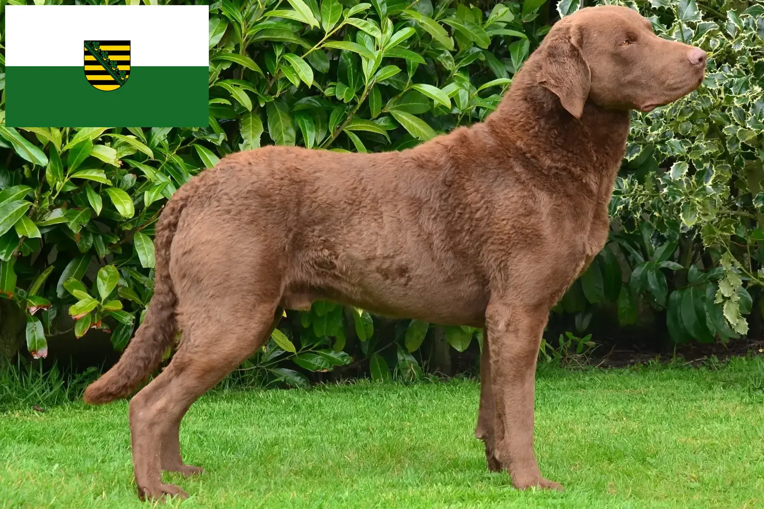 Read more about the article Chesapeake Bay Retriever crescători și căței în Saxonia