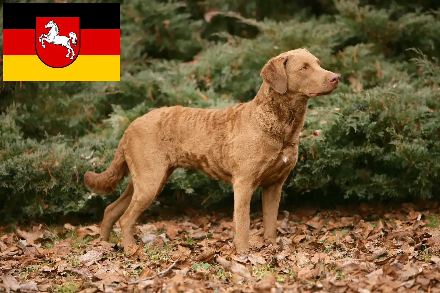 Read more about the article Chesapeake Bay Retriever crescători și căței în Saxonia Inferioară