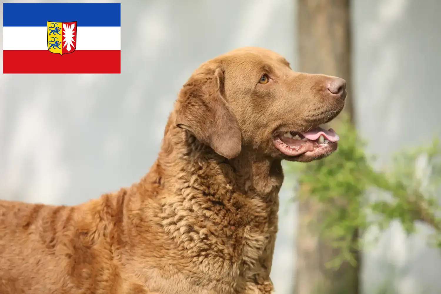 Read more about the article Chesapeake Bay Retriever crescători și căței în Schleswig-Holstein