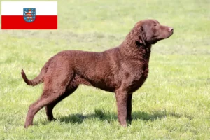 Read more about the article Chesapeake Bay Retriever crescători și căței în Thuringia