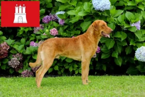 Read more about the article Chesapeake Bay Retriever crescători și căței în Hamburg