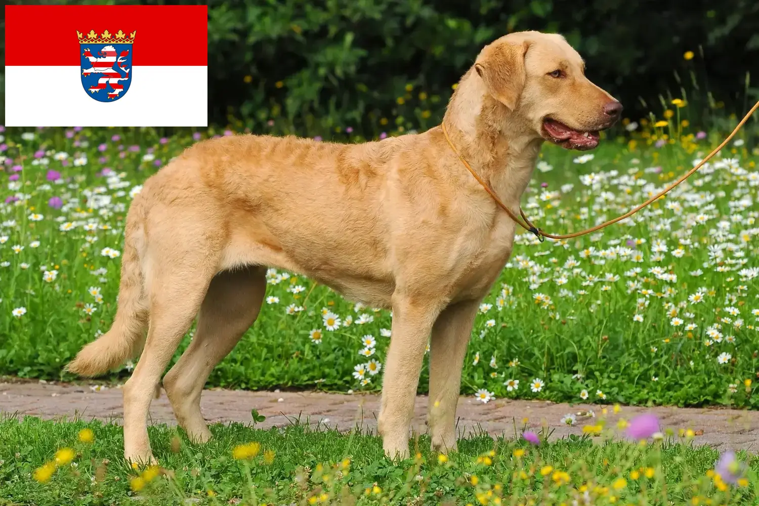 Read more about the article Chesapeake Bay Retriever crescători și căței în Hessen