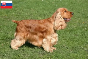 Read more about the article English Cocker Spaniel crescători și căței în Slovacia