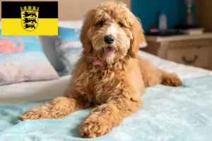 Read more about the article Goldendoodle crescători și căței în Baden-Württemberg