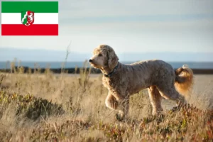 Read more about the article Goldendoodle crescători și căței în Renania de Nord-Westfalia