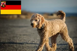 Read more about the article Goldendoodle crescători și căței în Renania-Palatinat