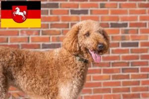 Read more about the article Goldendoodle crescători și căței în Saxonia Inferioară