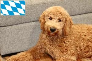 Read more about the article Goldendoodle crescători și căței în Bavaria